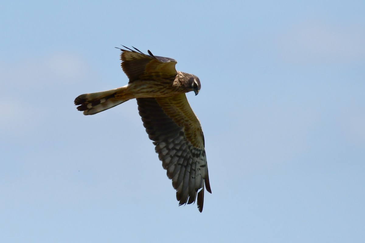 Montagu's Harrier - Igor Długosz