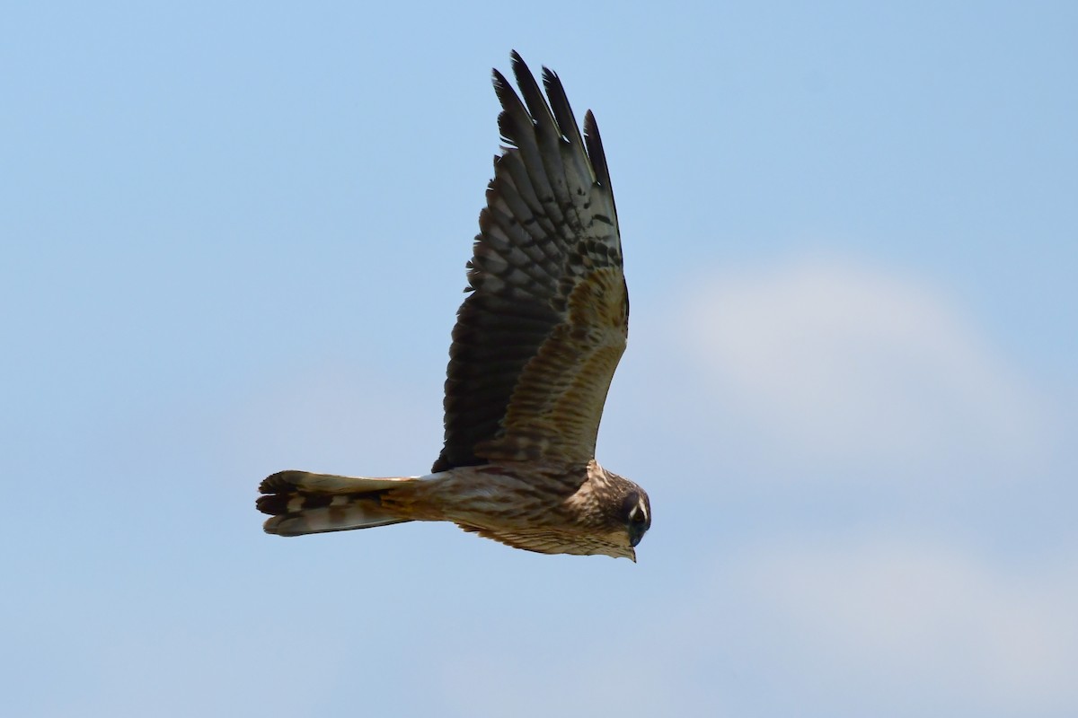 Montagu's Harrier - Igor Długosz