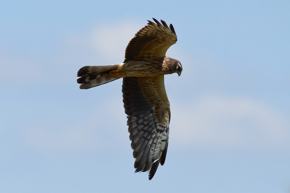 Montagu's Harrier - Igor Długosz