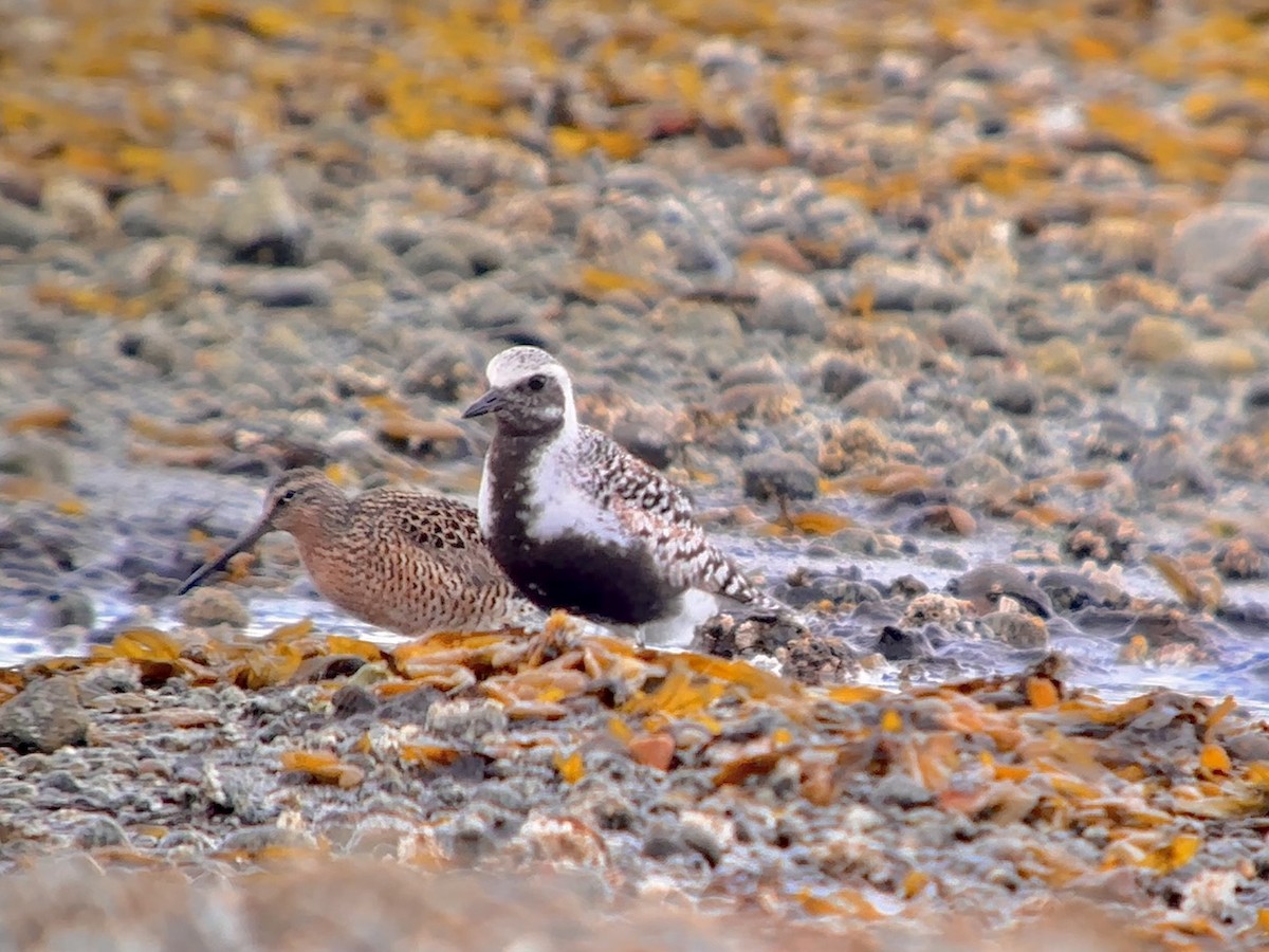 Black-bellied Plover - Detlef Buettner