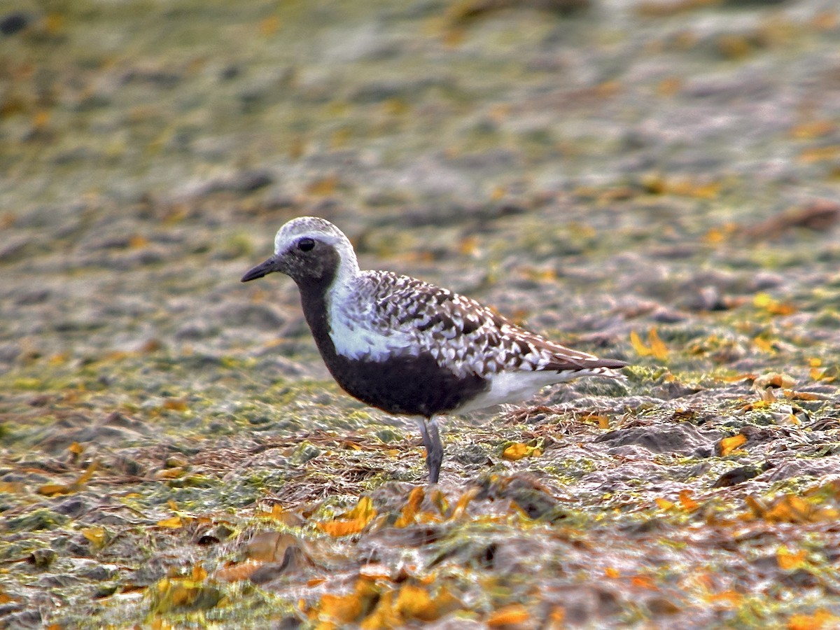 Black-bellied Plover - Detlef Buettner