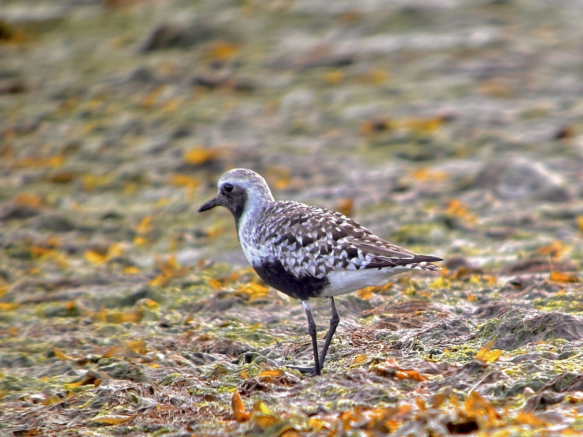 Black-bellied Plover - Detlef Buettner