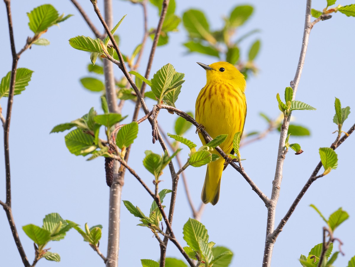 Northern Yellow Warbler - ML619345266