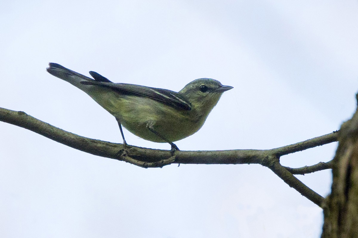 Cerulean Warbler - Michael Bowen