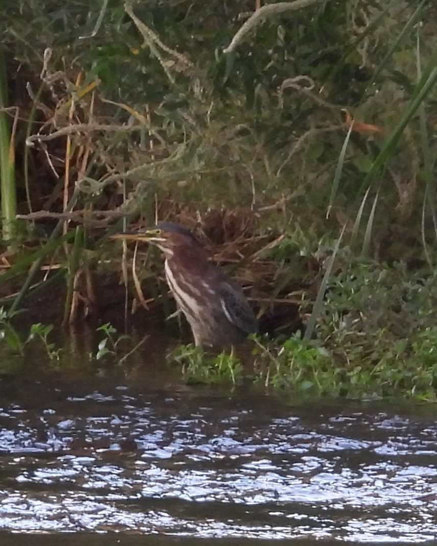 Green Heron - ML619345271