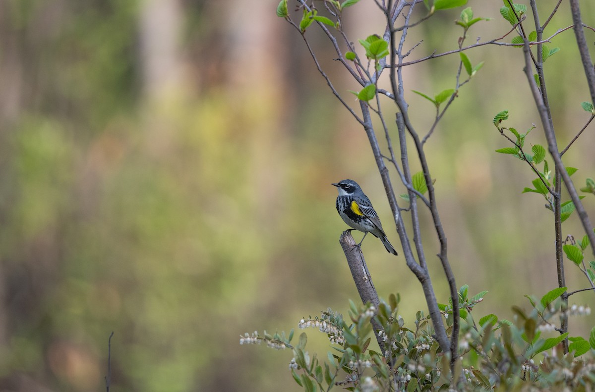 Yellow-rumped Warbler - ML619345277