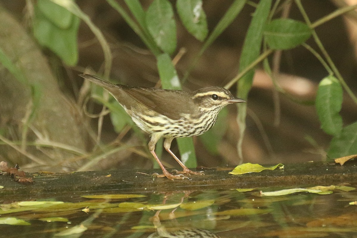 Northern Waterthrush - Dan Jones