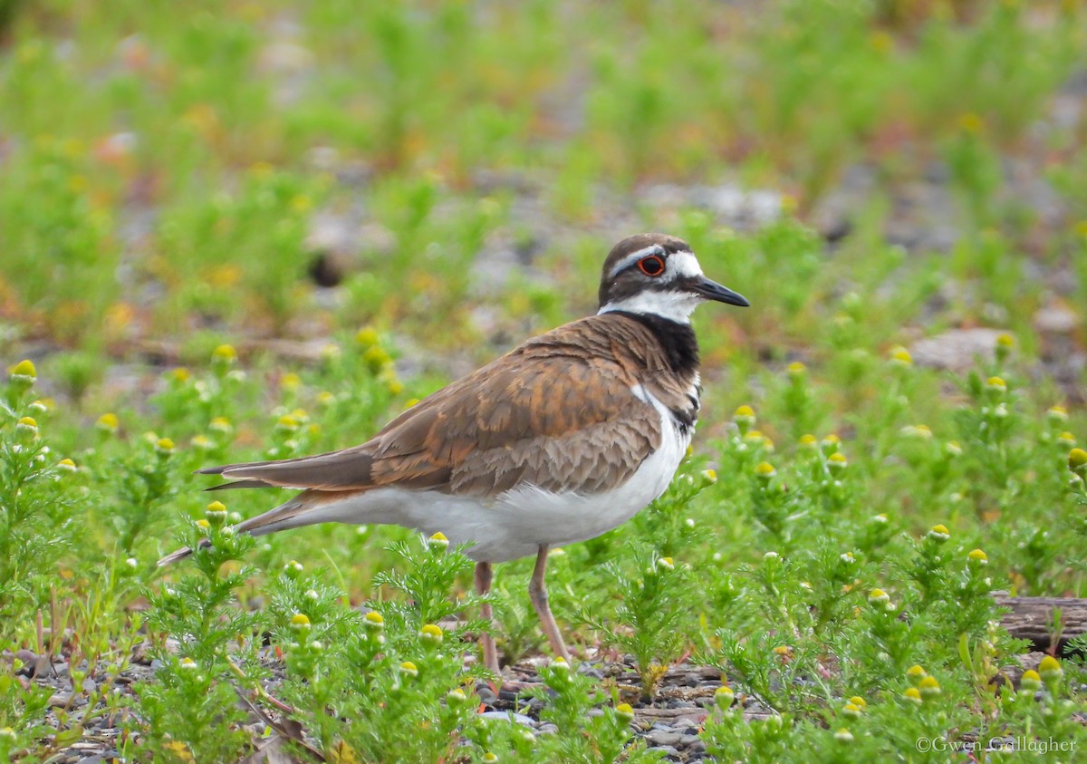 Killdeer - Gwen Gallagher