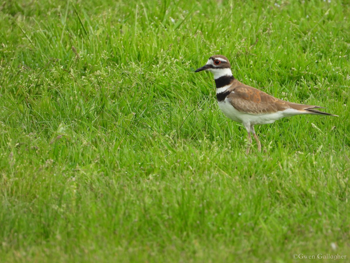 Killdeer - Gwen Gallagher