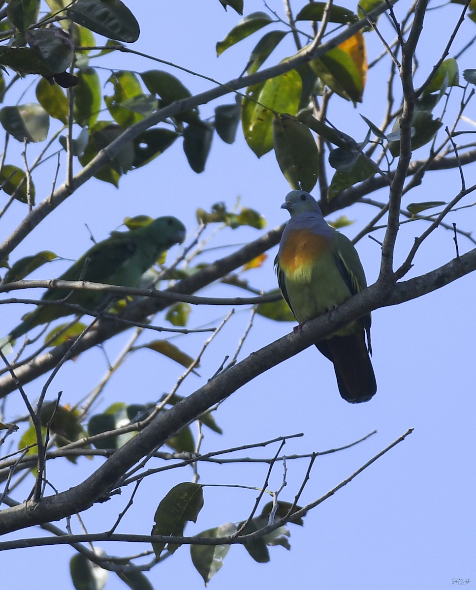 Pink-necked Green-Pigeon - ML619345309