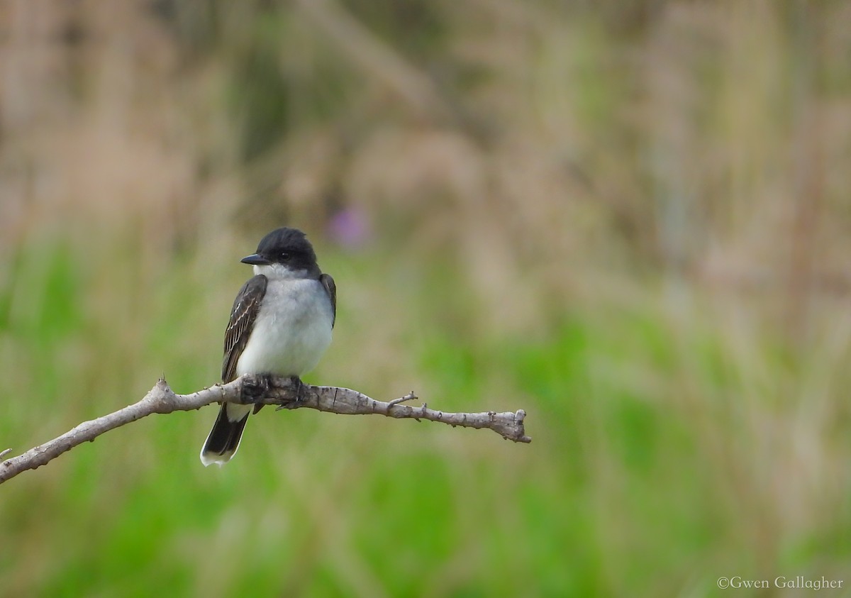 Eastern Kingbird - Gwen Gallagher