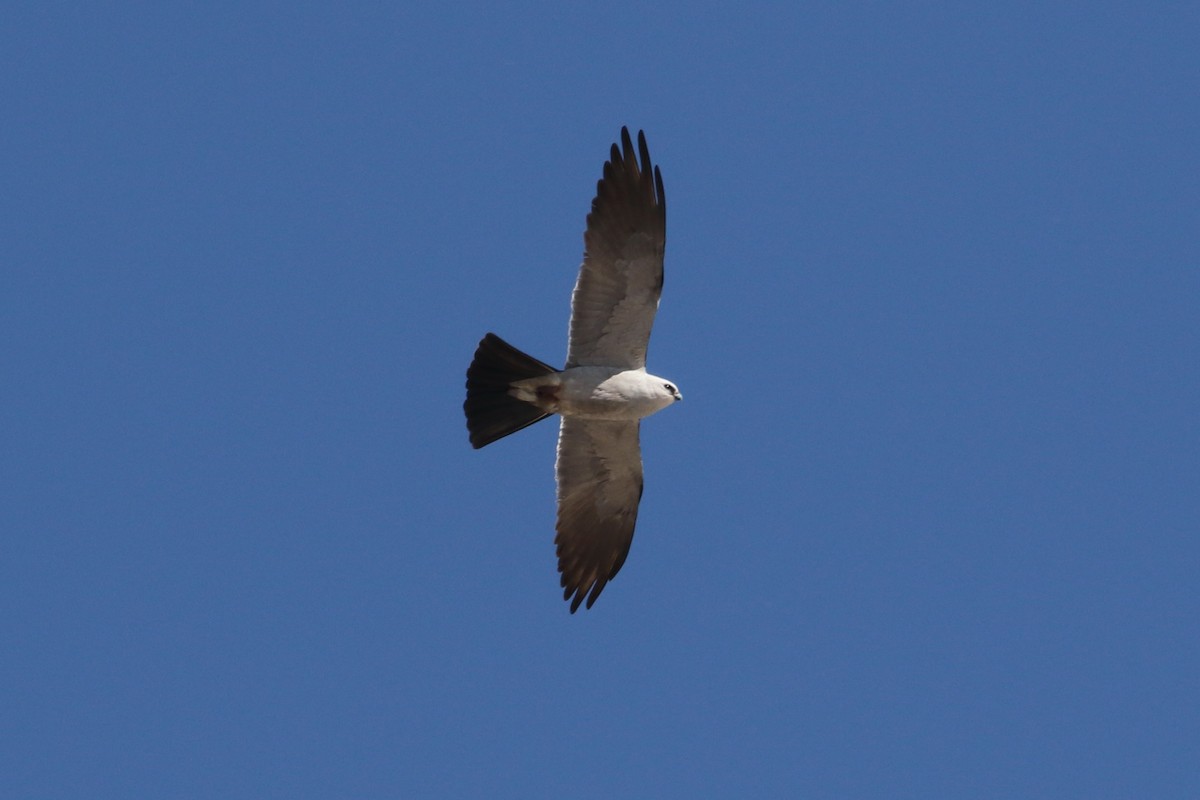 Mississippi Kite - Laurens Halsey