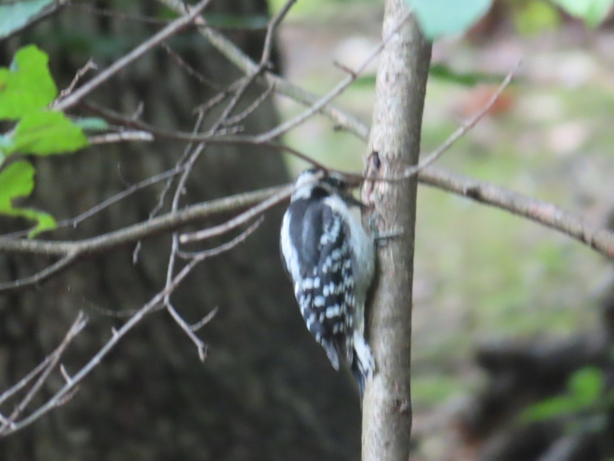 Downy Woodpecker - Susan Gorsky