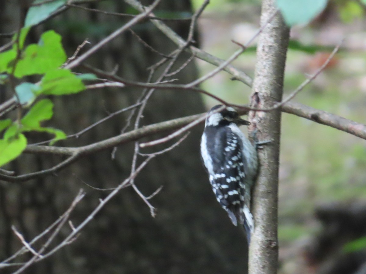 Downy Woodpecker - Susan Gorsky