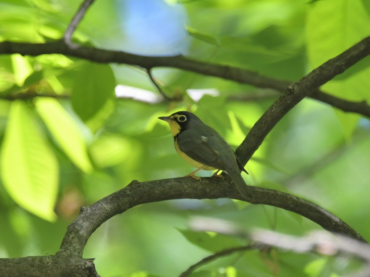 Canada Warbler - Martin Bourbeau