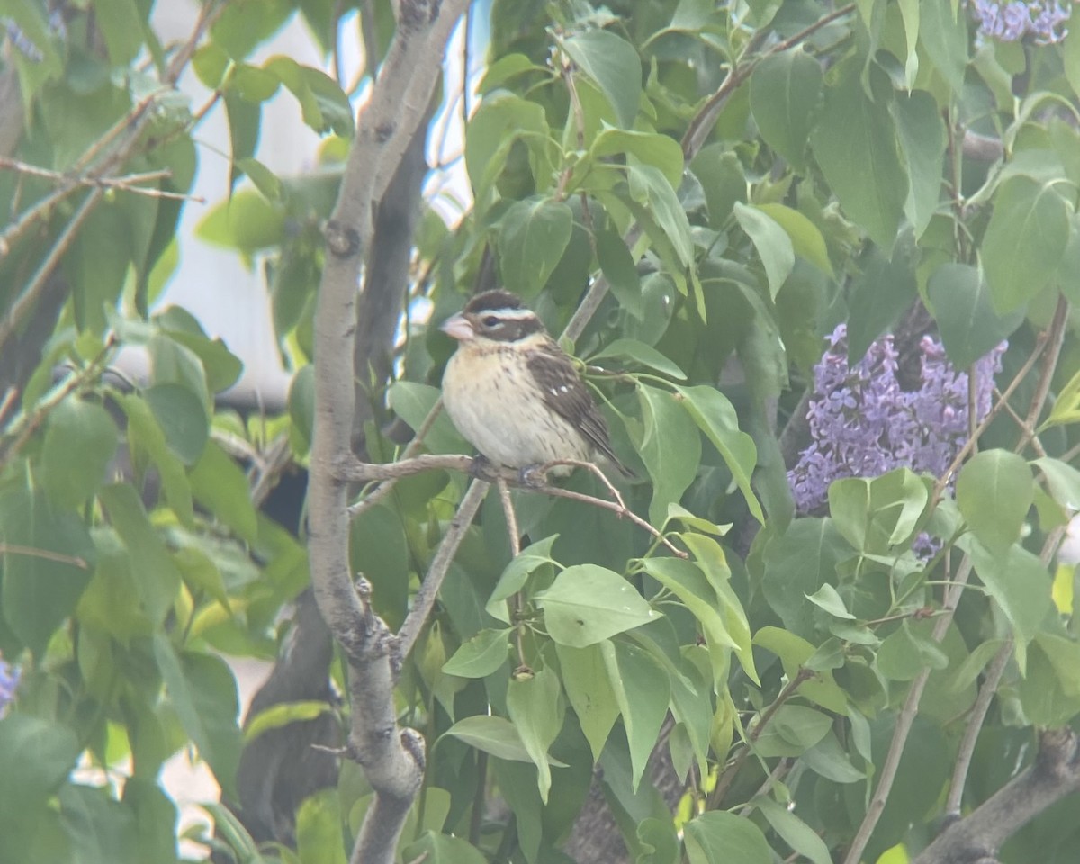 Rose-breasted Grosbeak - Colton Prins