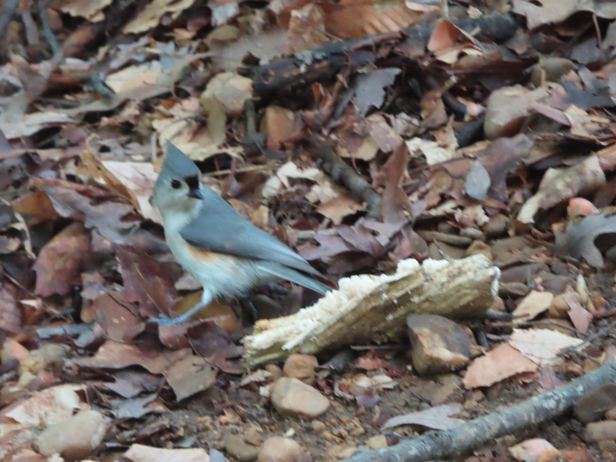 Tufted Titmouse - ML619345395