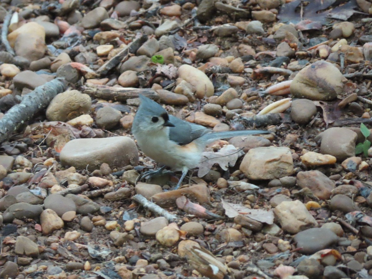 Tufted Titmouse - ML619345396