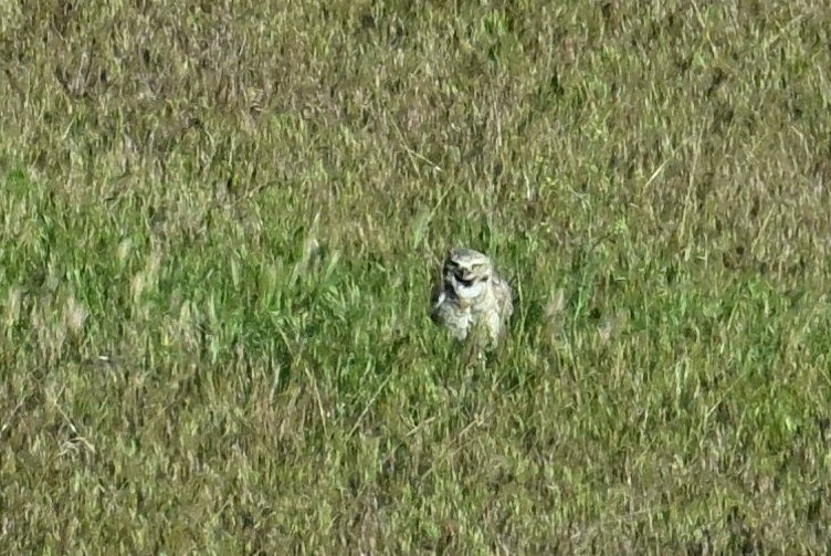 Burrowing Owl - Gary Yoder