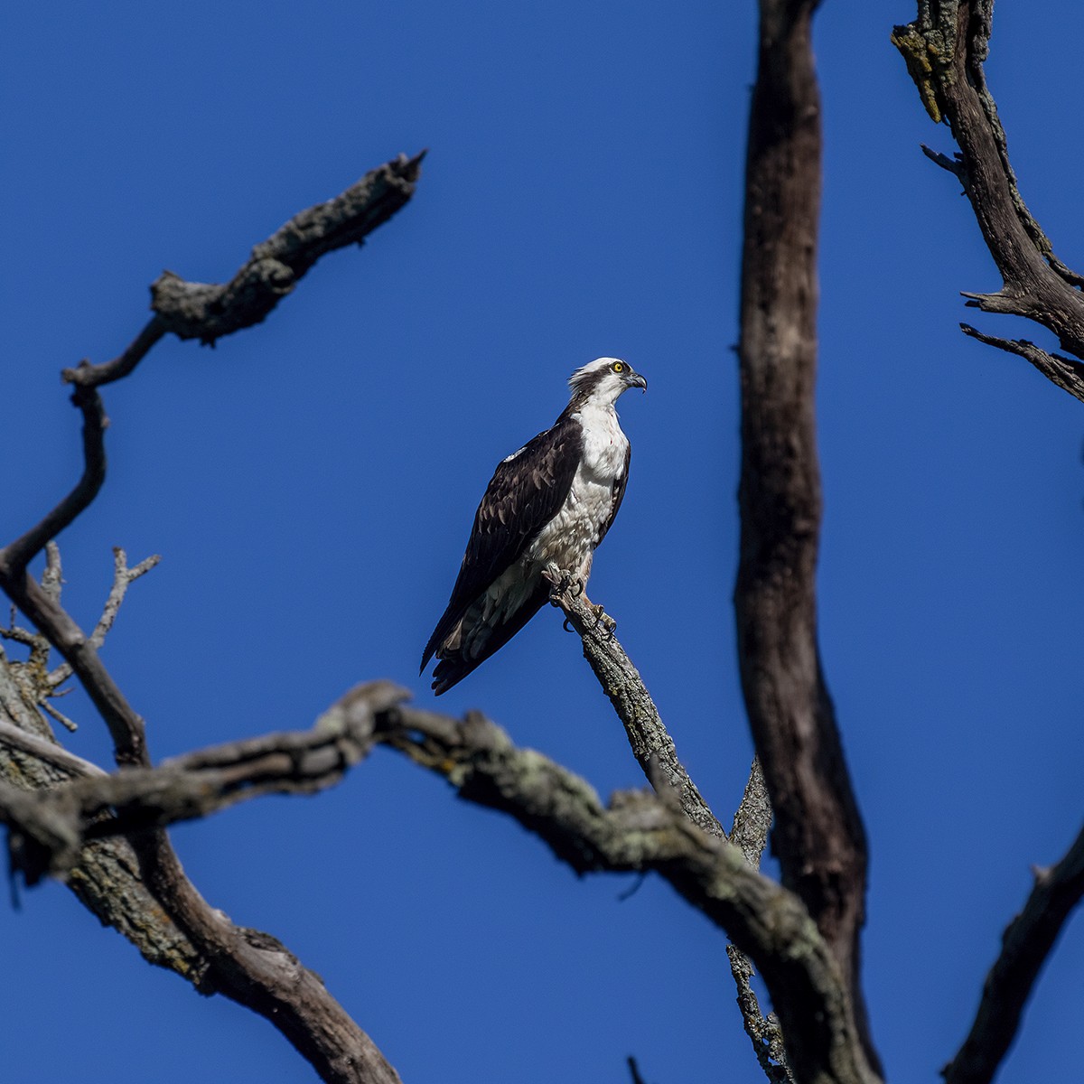 Osprey - Dan Vickers