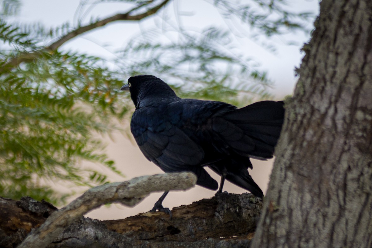 Great-tailed Grackle - ML619345424