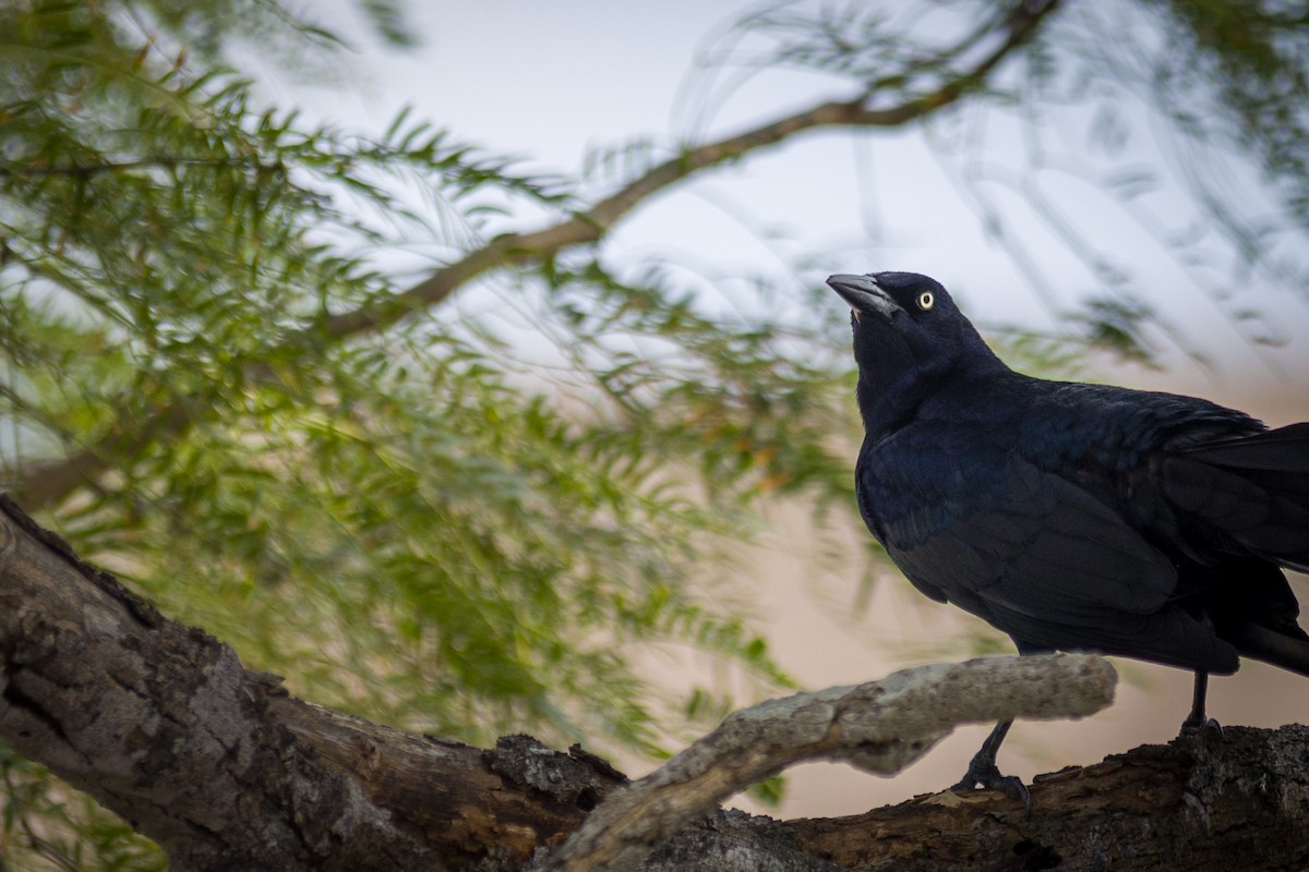 Great-tailed Grackle - ML619345425