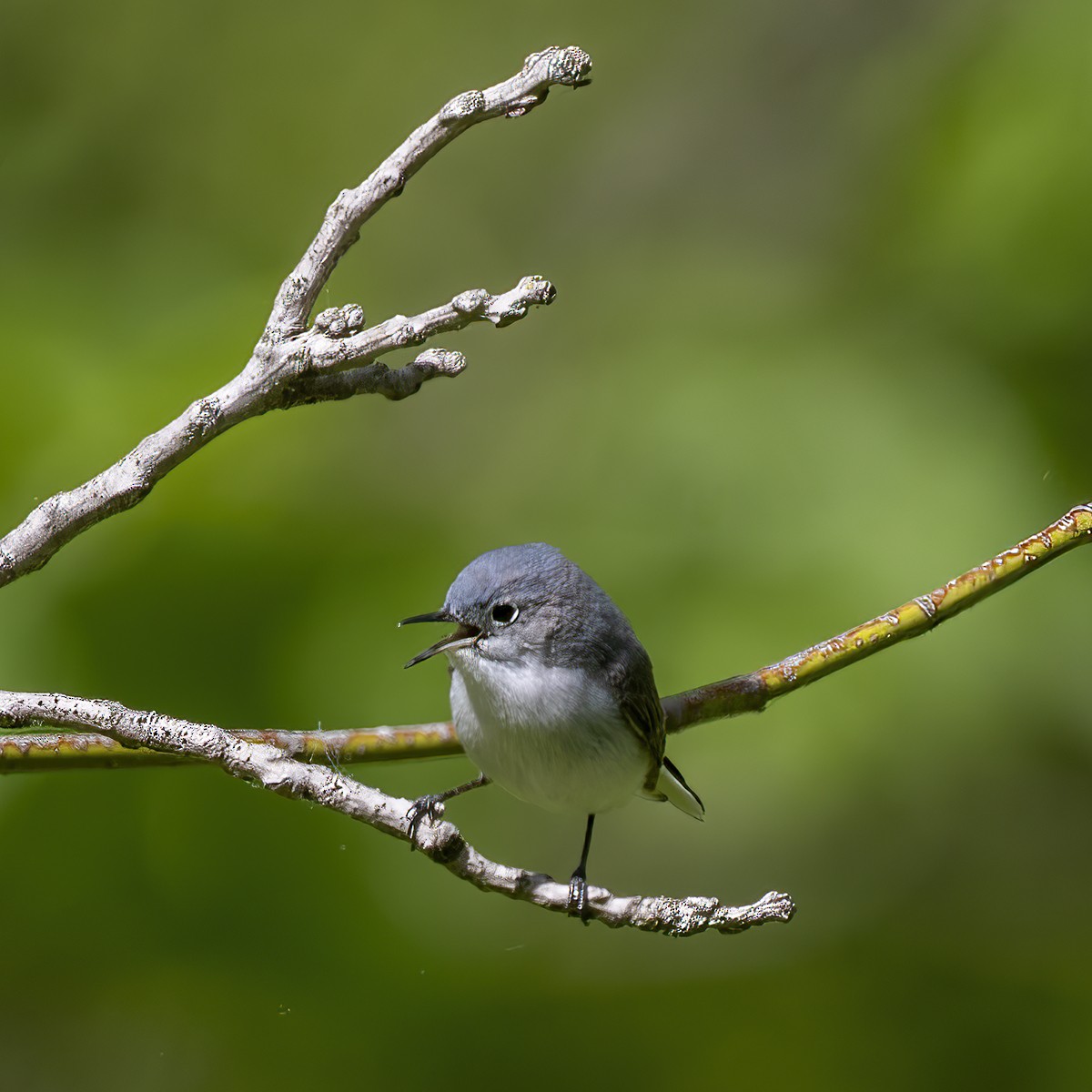 Blue-gray Gnatcatcher (caerulea) - Dan Vickers