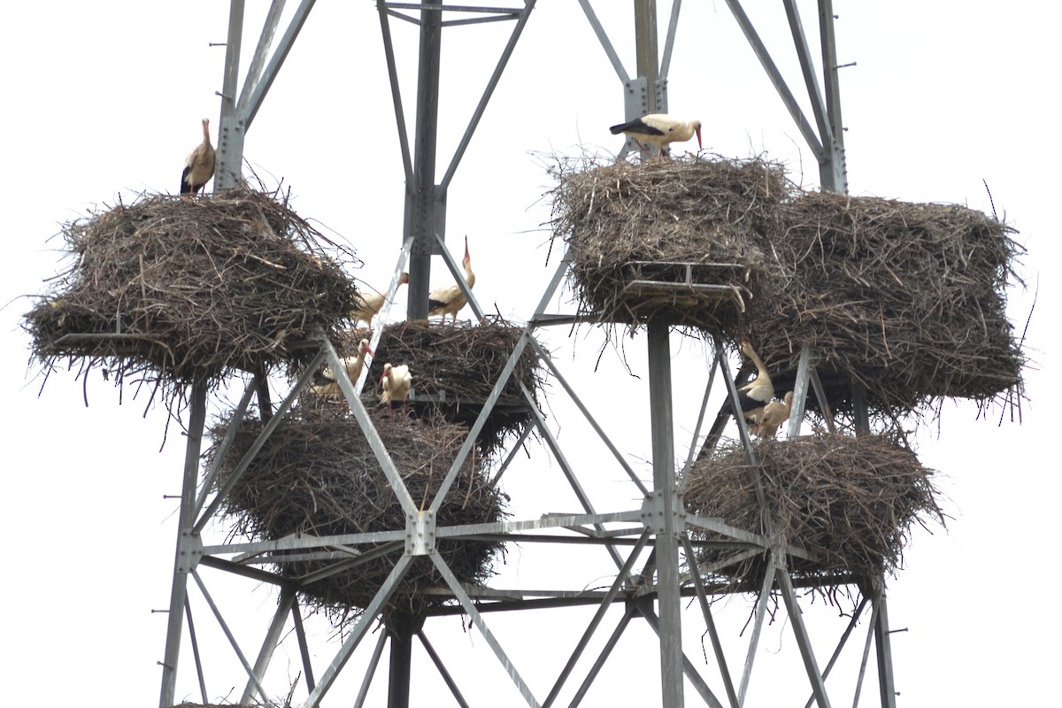 White Stork - ML619345457