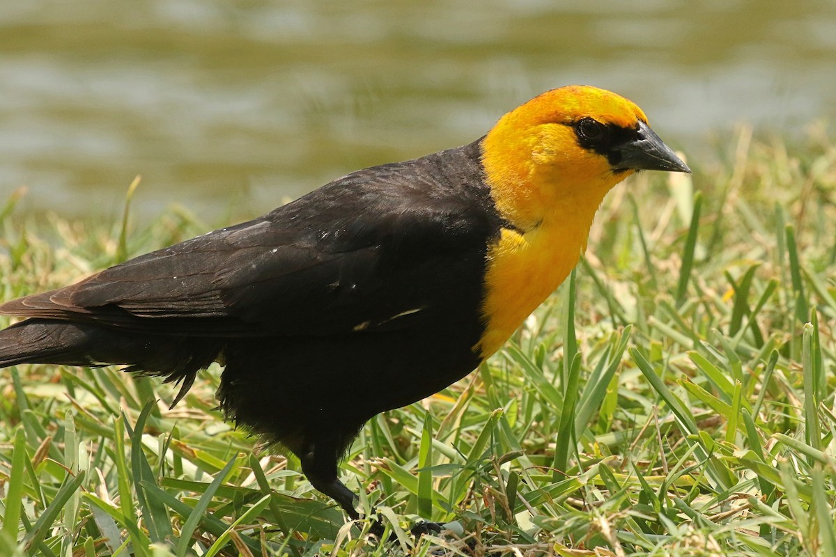 Yellow-headed Blackbird - Dan Jones