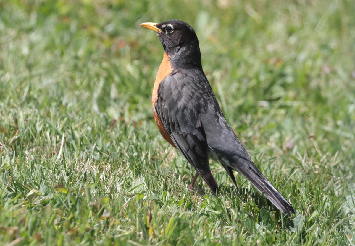 American Robin - Mark Dennis