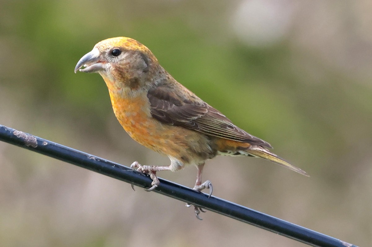 Red Crossbill - Mark Dennis