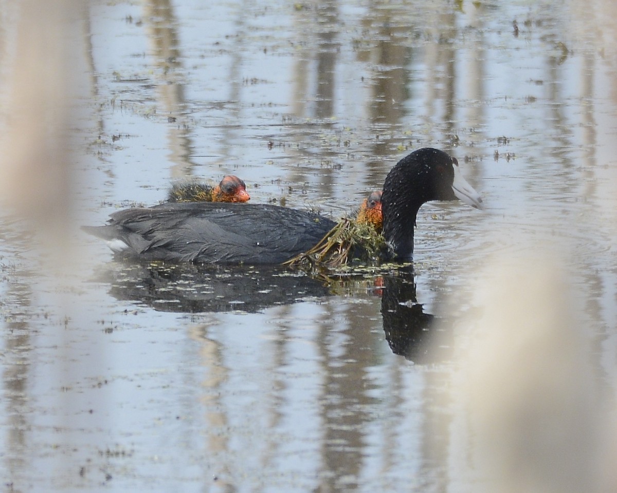 American Coot - David Kennedy