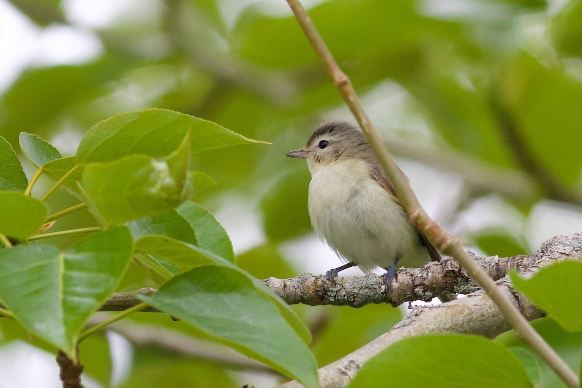 Warbling Vireo - George Forsyth