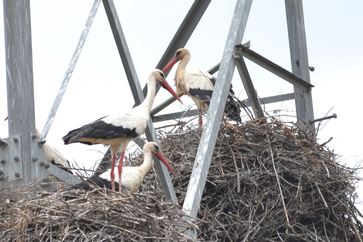 White Stork - Paulo  Roncon