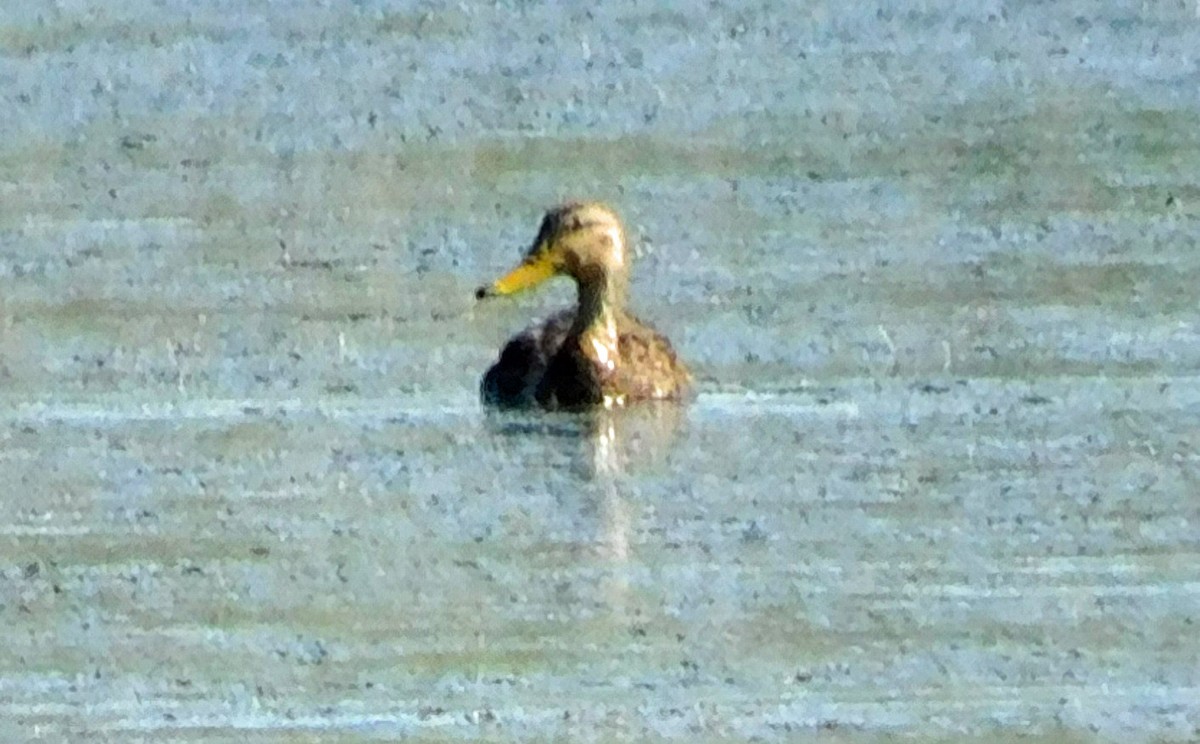 Mottled Duck - ML619345492