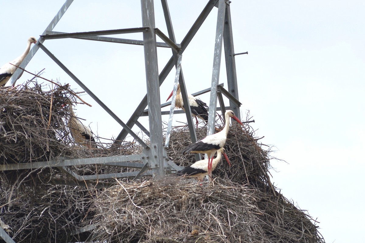 White Stork - Paulo  Roncon