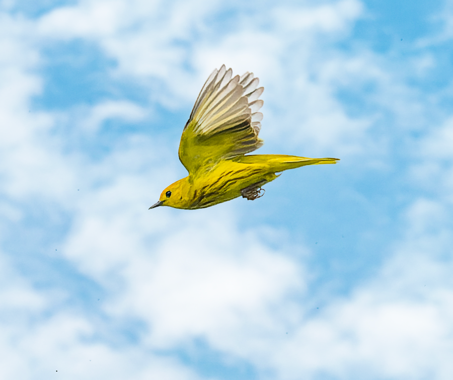 Yellow Warbler - Kristine Mika