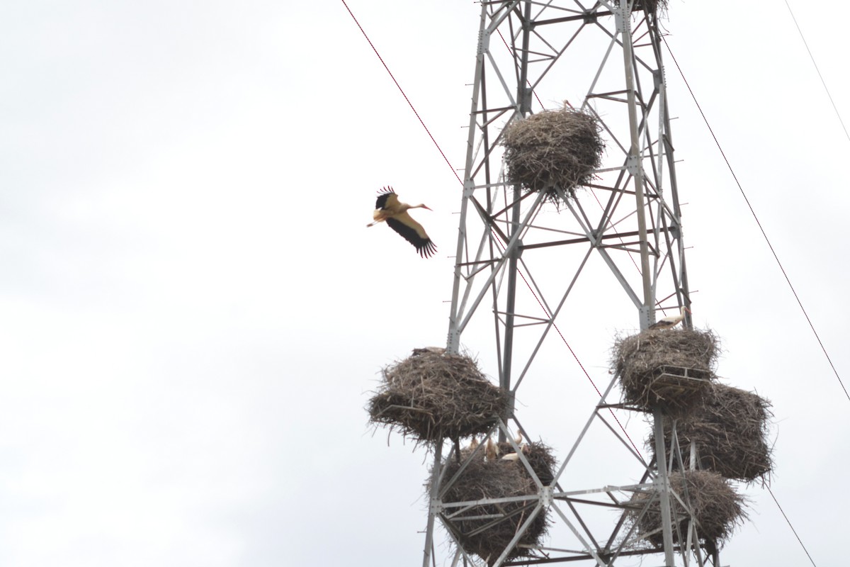 White Stork - Paulo  Roncon