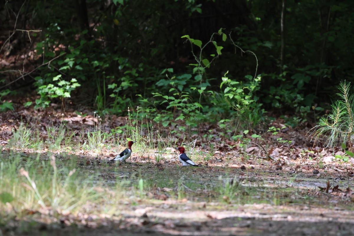 Red-headed Woodpecker - ML619345508