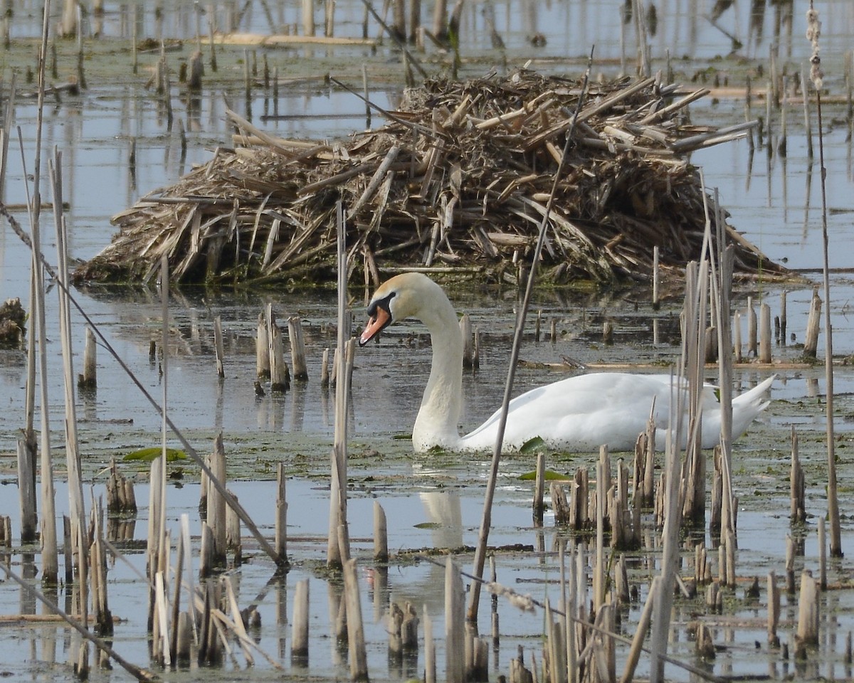 Cygne tuberculé - ML619345516