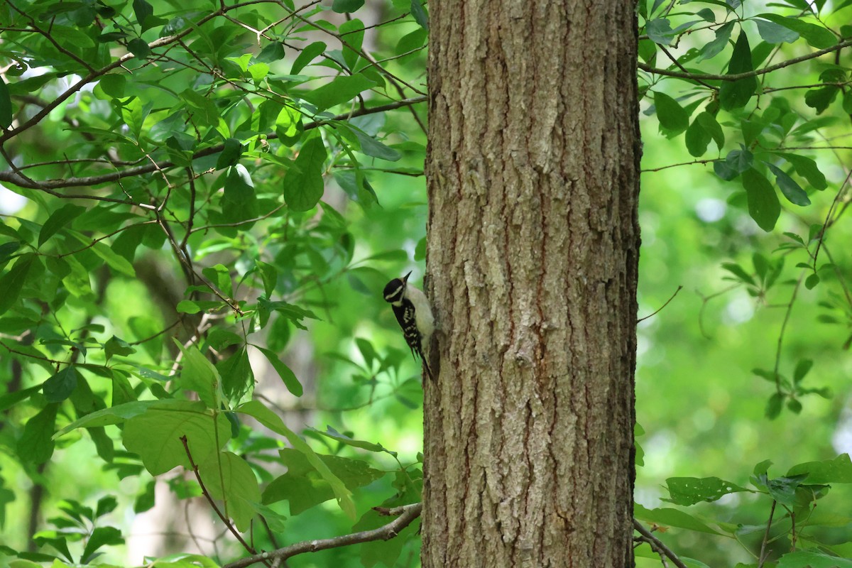 Downy Woodpecker - ML619345521