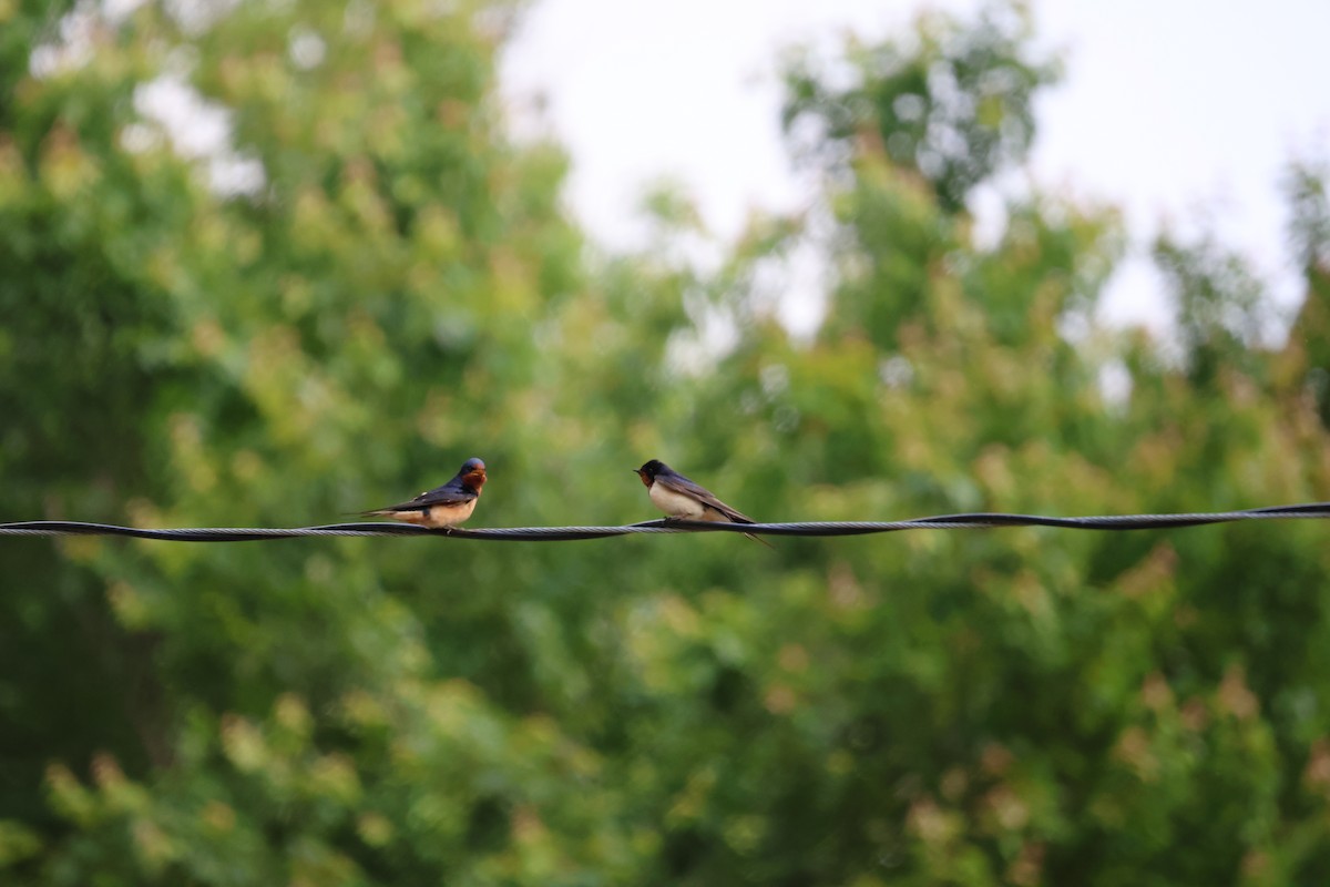 Barn Swallow - ML619345535