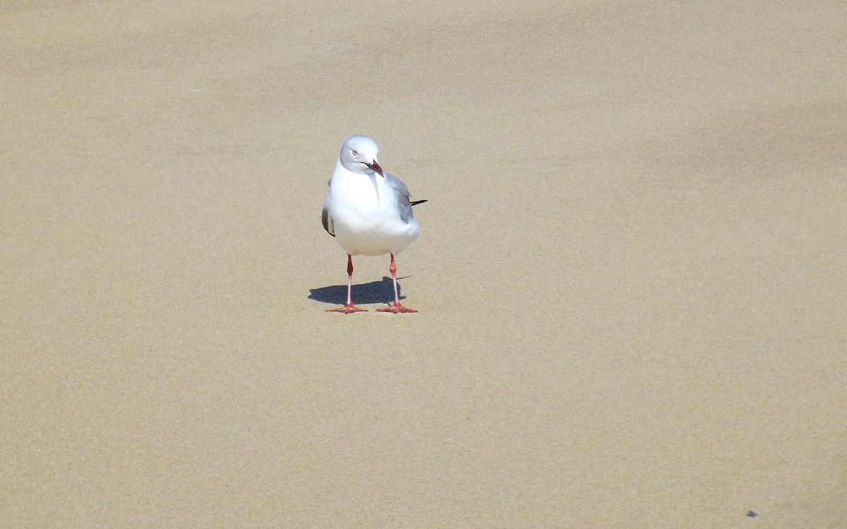 Gray-hooded Gull - Annique Engelbrecht