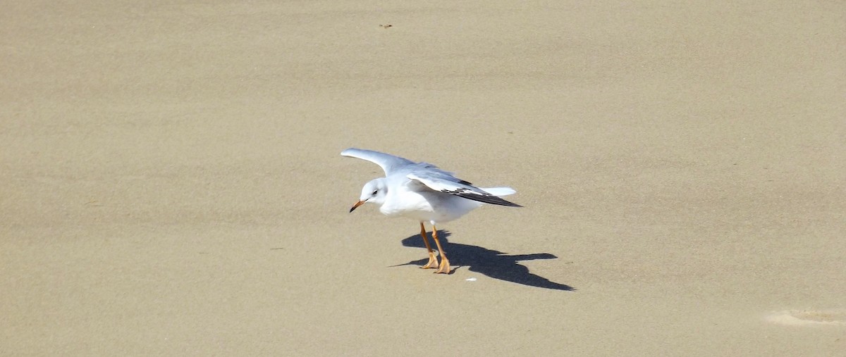 Gray-hooded Gull - ML619345537