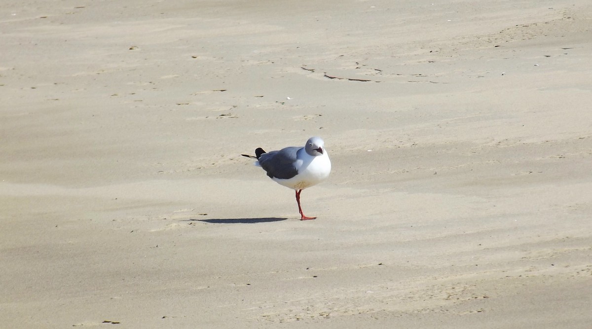 Gaviota Cabecigrís - ML619345538