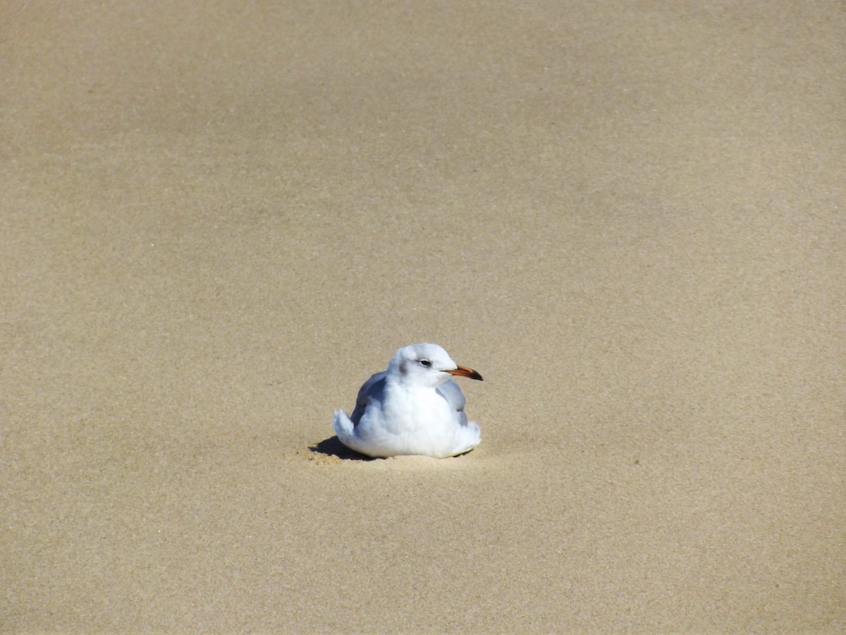 Gaviota Cabecigrís - ML619345539