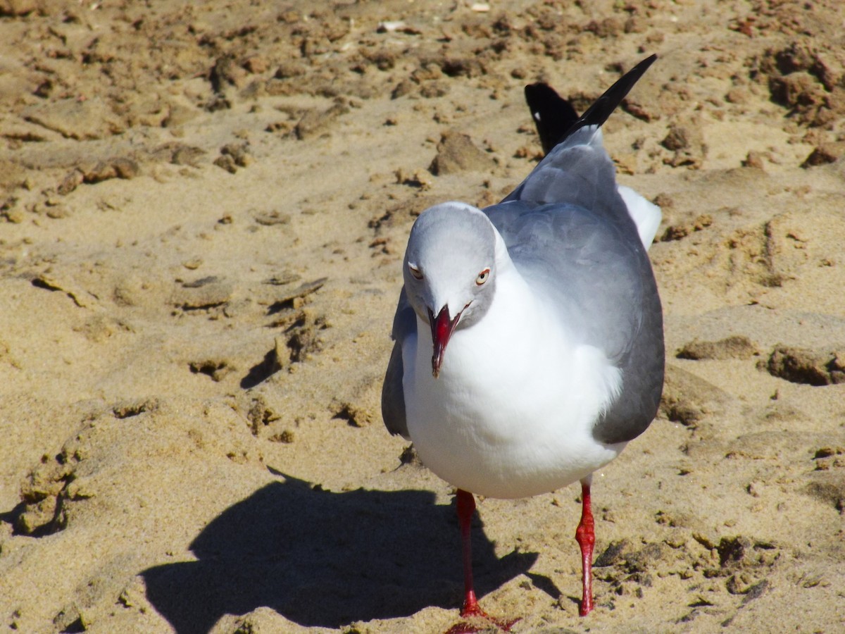 Gray-hooded Gull - ML619345542