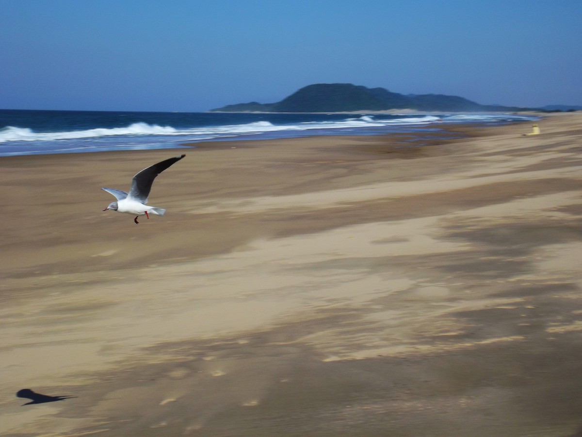 Gaviota Cabecigrís - ML619345550