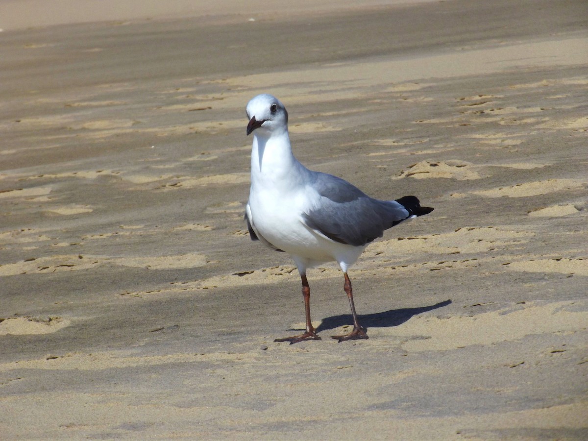 Gray-hooded Gull - ML619345551