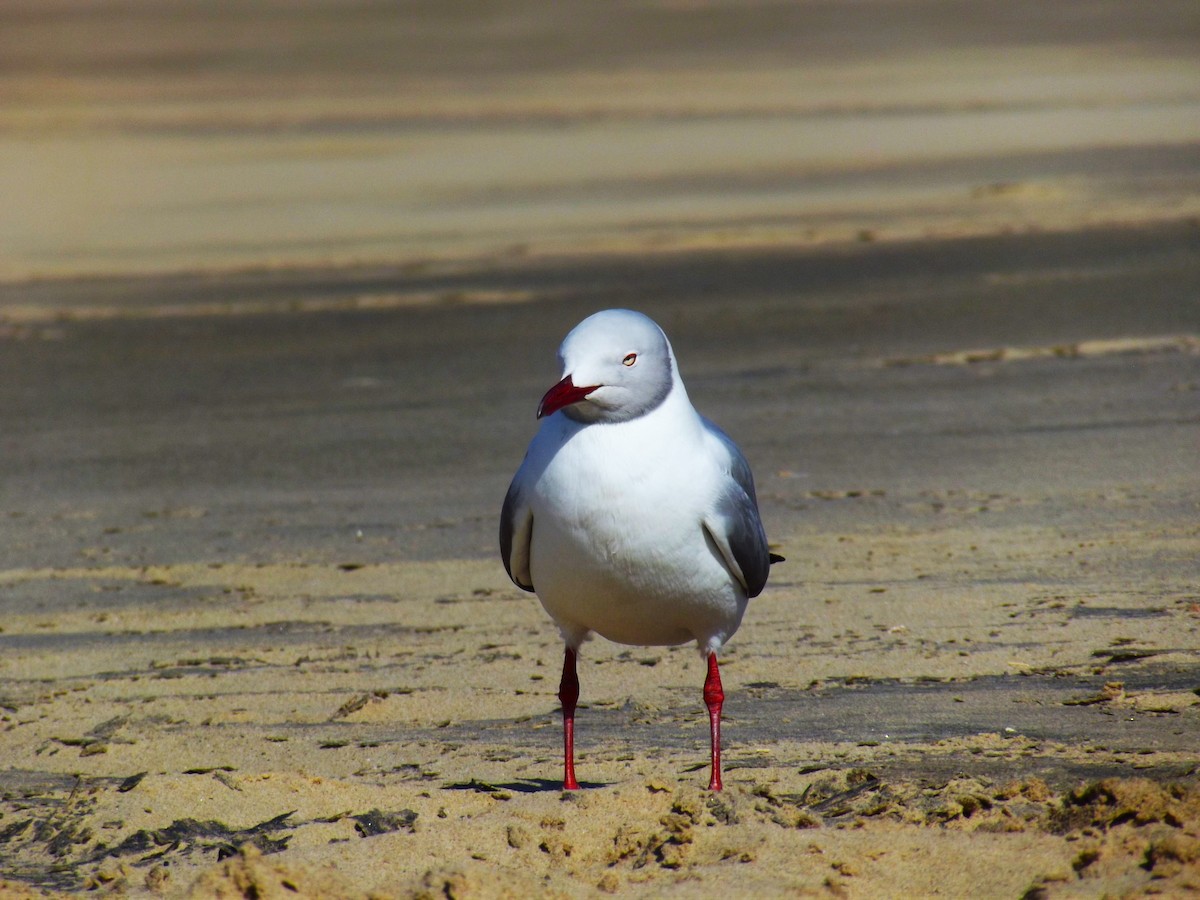 Gray-hooded Gull - Annique Engelbrecht